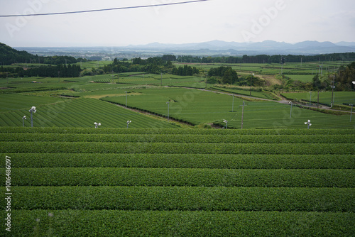 Japanese tea fields in Kagoshima prefecture. photo