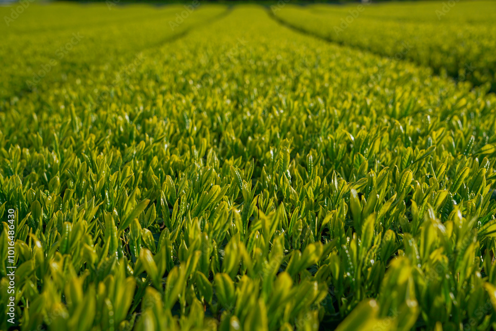 Japanese tea leaves in Kagoshima prefecture. Japanese tea leaves in Kagoshima prefecture.