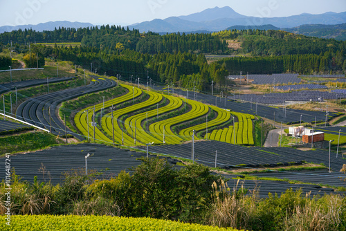 Photos Japanese tea fields in Kagoshima prefecture.