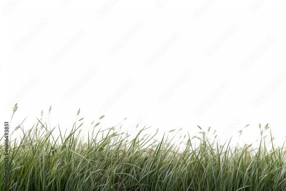 Lush green grass field Lush green grass field