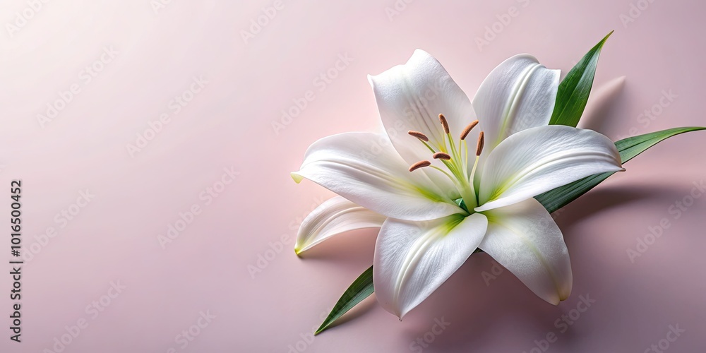Fototapeta premium Stunning white lily floral art on a soft pastel background, perfect for elegant home decor and versatile design projects to enhance any space with grace.