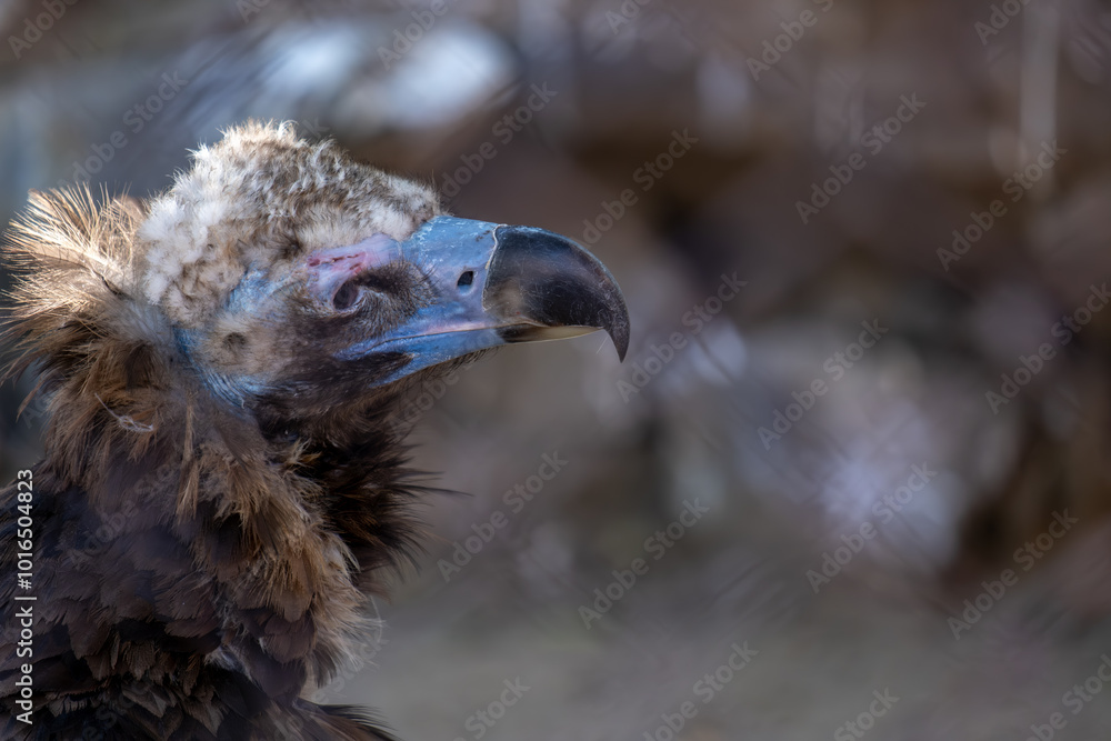 A vulture's head with a beak in close-up. A vulture's head with a beak in close-up.