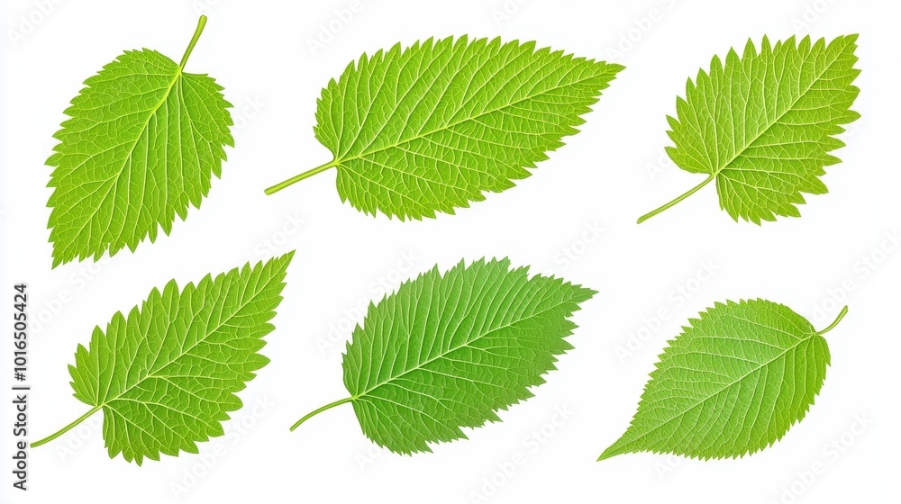 Vibrant Green Leaves Isolated on White Background Vibrant Green Leaves Isolated on White Background