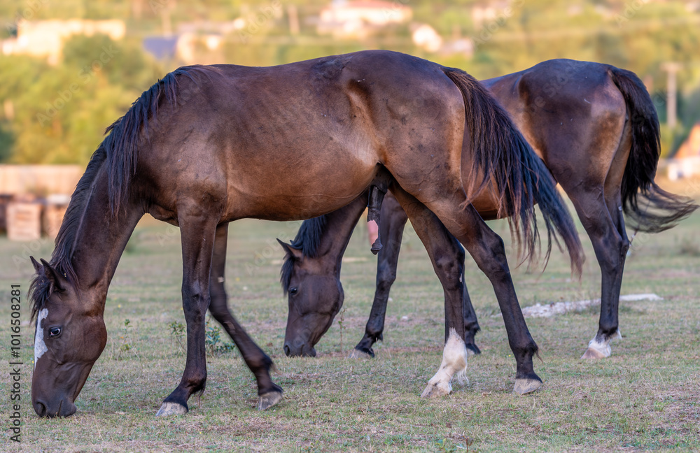 A horse with an erection of the penis in the field in summer. A horse with an erection of the penis in the field in summer.