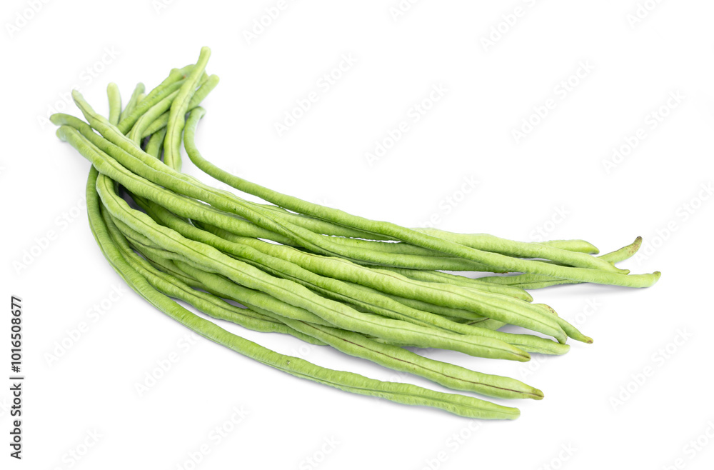 Fresh green yardlong cowpea beans, kacang panjang, long bean. isolated white background. Fresh green yardlong cowpea beans, kacang panjang, long bean. isolated white background.