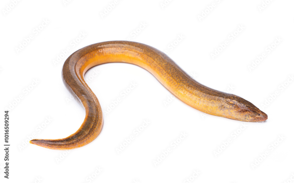 Freshwater fish have a long, slender body shape similar to a snake. Golden Brown Asian swamp eel - Monopterus albus isolated on white background. Freshwater fish have a long, slender body shape similar to a snake. Golden Brown Asian swamp eel - Monopterus albus isolated on white background.