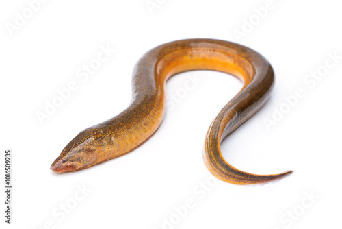 Freshwater fish have a long, slender body shape similar to a snake. Golden Brown Asian swamp eel - Monopterus albus isolated on white background. photo