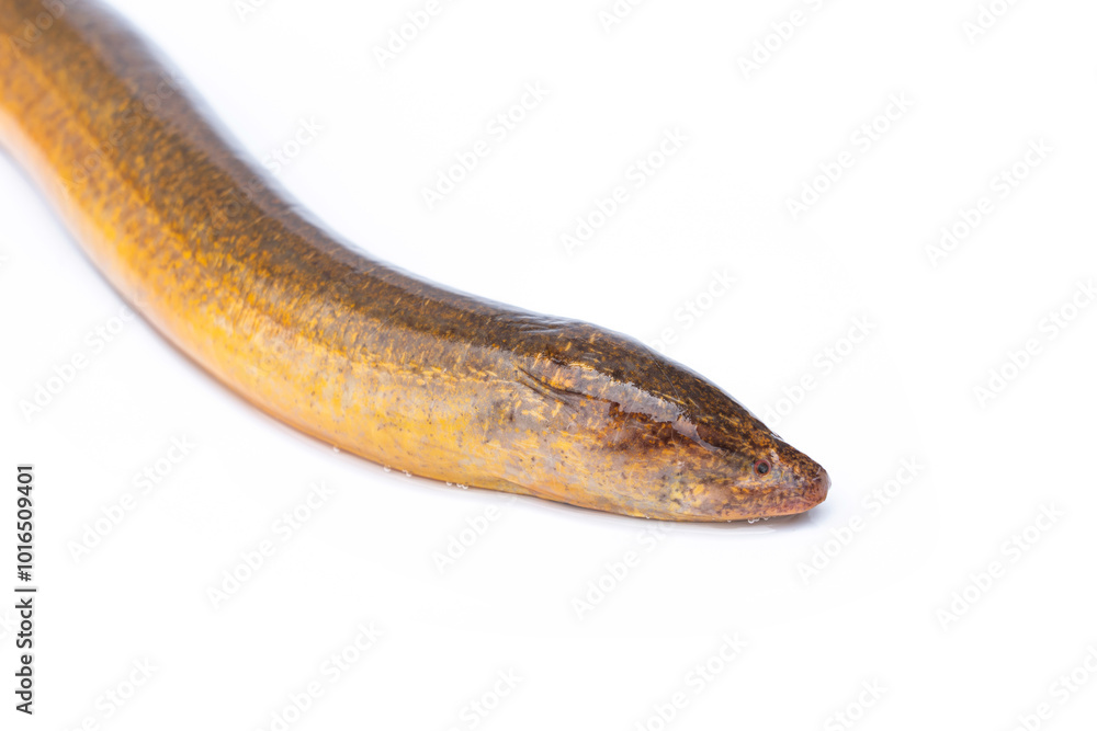 Freshwater fish have a long, slender body shape similar to a snake. Golden Brown Asian swamp eel - Monopterus albus isolated on white background. Freshwater fish have a long, slender body shape similar to a snake. Golden Brown Asian swamp eel - Monopterus albus isolated on white background.