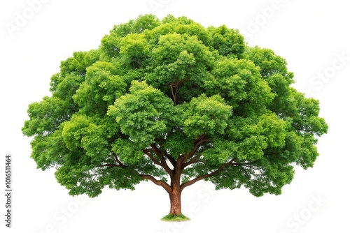 Aerial view of an isolated tree on white background with clipping path