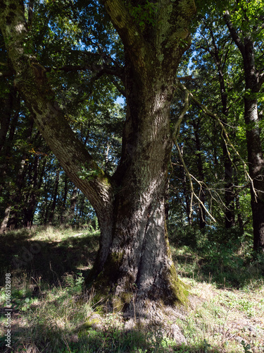 Scena di natura in pratoni del vivaro, luogo all'aperto dedicato all'ippica in provincia di Roma