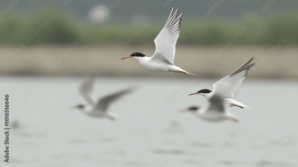 White Birds in Flight: Black-capped Tern Soaring Over Water White Birds in Flight: Black-capped Tern Soaring Over Water
