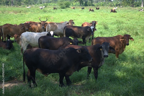 El Estado Tachira tambien produce en sus llanuras pasto para el ganado vacuno,y en las montañas tambien! photo