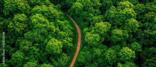 Aerial view of a winding path through lush green forest, showcasing nature's beauty and tranquility.