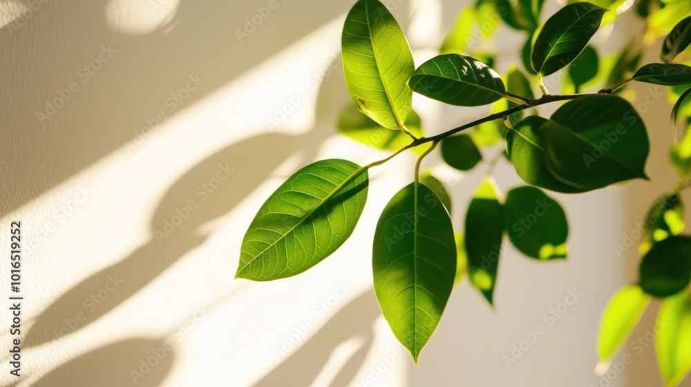 Blätterschatten auf weißer Wand: von der Natur inspiriertes minimalistisches Design für die Frühlingsdeko Blätterschatten auf weißer Wand: von der Natur inspiriertes minimalistisches Design für die Frühlingsdeko
