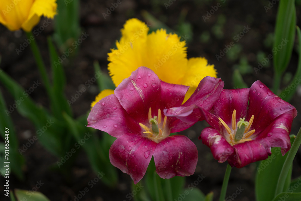 Fototapeta premium tulip