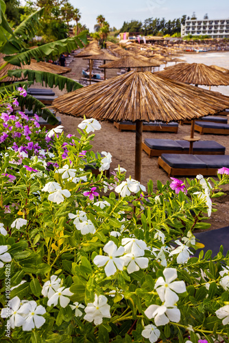 Periwinkle summer flowers and beach parasols, in Rhodes, Greece