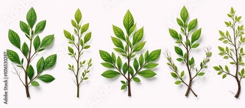 Wallpaper Mural Isolated digital botanical illustration featuring Corylus avellana and Euonymus trees from above Torontodigital.ca