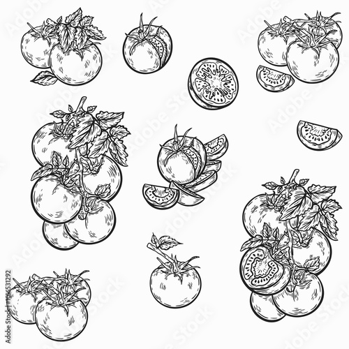 a line drawing of a tomato. Vintage set of tomato or tomato fruit, branches with leaves for labels. Vector black ink food outline sketch illustration with piece of vegetables for health fresh salads 
