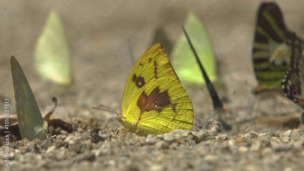 Group of butterflies feeding on soil minerals on a nature trail. Group of butterflies feeding on soil minerals on a nature trail.