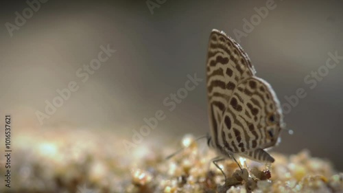 Group of butterflies feeding on soil minerals on a nature trail.