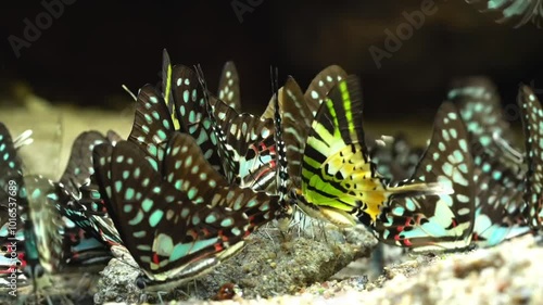 Group of butterflies feeding on soil minerals on a nature trail.