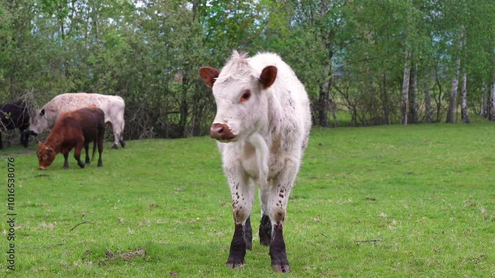 Curious calf on free range. Small cow looking curiously at camera. Concept of agricultural industry and animal husbandry. Curious calf on free range. Small cow looking curiously at camera. Concept of agricultural industry and animal husbandry.