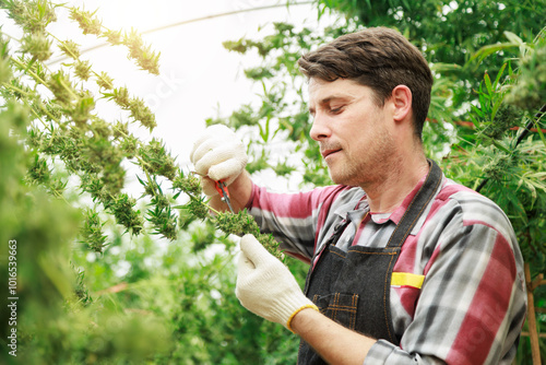 Fotografie Marijuana cannabis plant farmer harvesting testing plants health using scissors for medical science use, male caucasian indoor grown hemp weed, nature greenhouse, healthcare medicine treatment