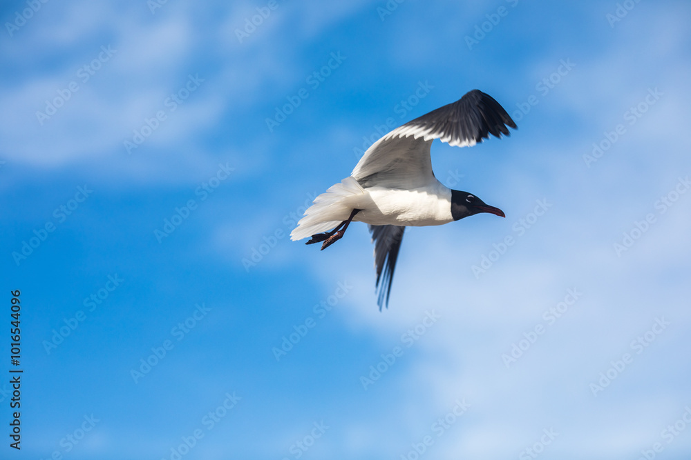 Obraz premium Freedom. Blue sky, ocean and flying seagull