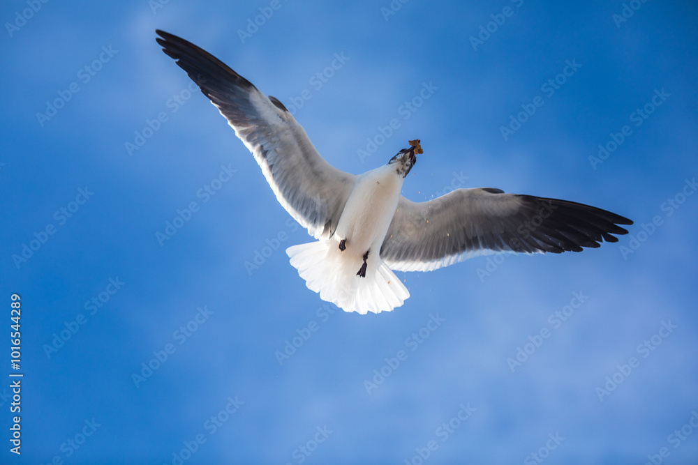 Freedom. Blue sky, ocean and flying seagull Freedom. Blue sky, ocean and flying seagull