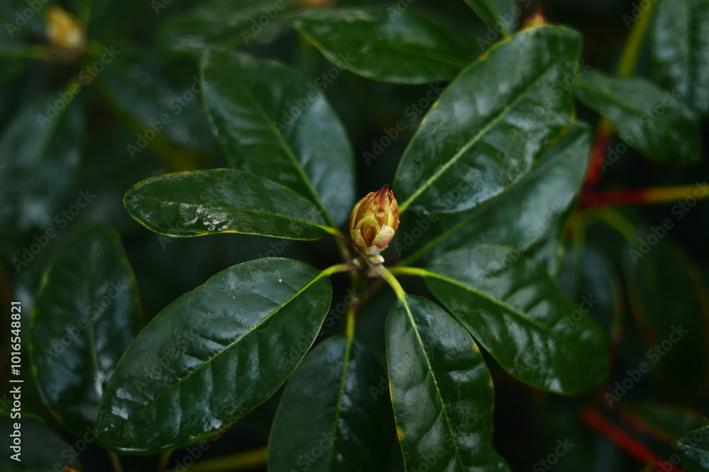 Rainy Forest. Detail macro photo. Rainy Forest. Detail macro photo.