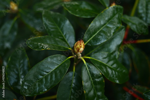 Rainy Forest. Detail macro photo.