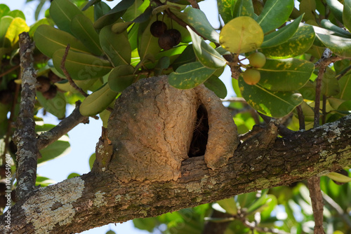 Rio de Janeiro, RJ, Brazil, 10.06.2024 - A nest of the rufous hornero bird, joao-de-barro, Furnarius rufus, on a tree at Flamengo Park photo