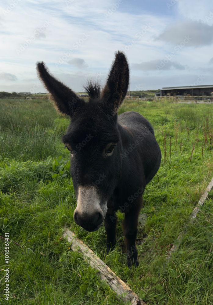 Donkey in Green