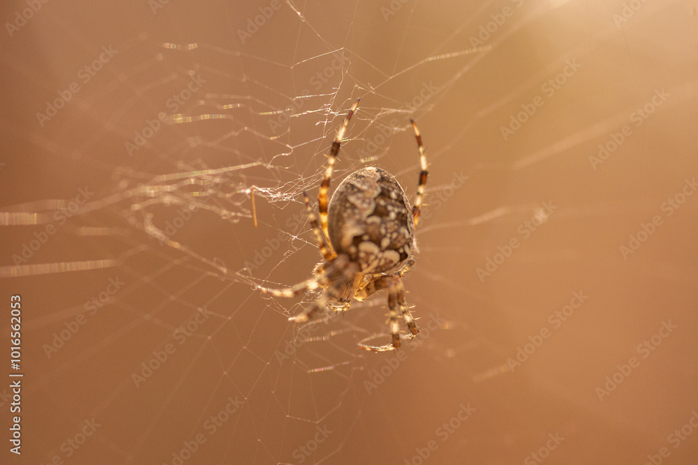 spider on web spider on web