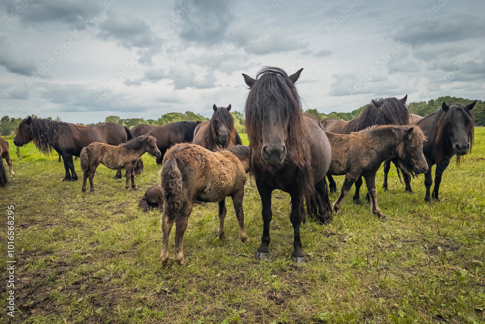 Ponys in einer Herde in Losser, Niederlande Ponys in einer Herde in Losser, Niederlande