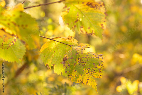 autumn leaves in the forest