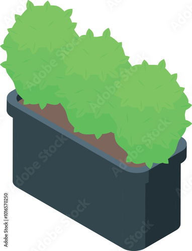 Green round ornamental shrubs are growing in a long grey flowerpot on a white background