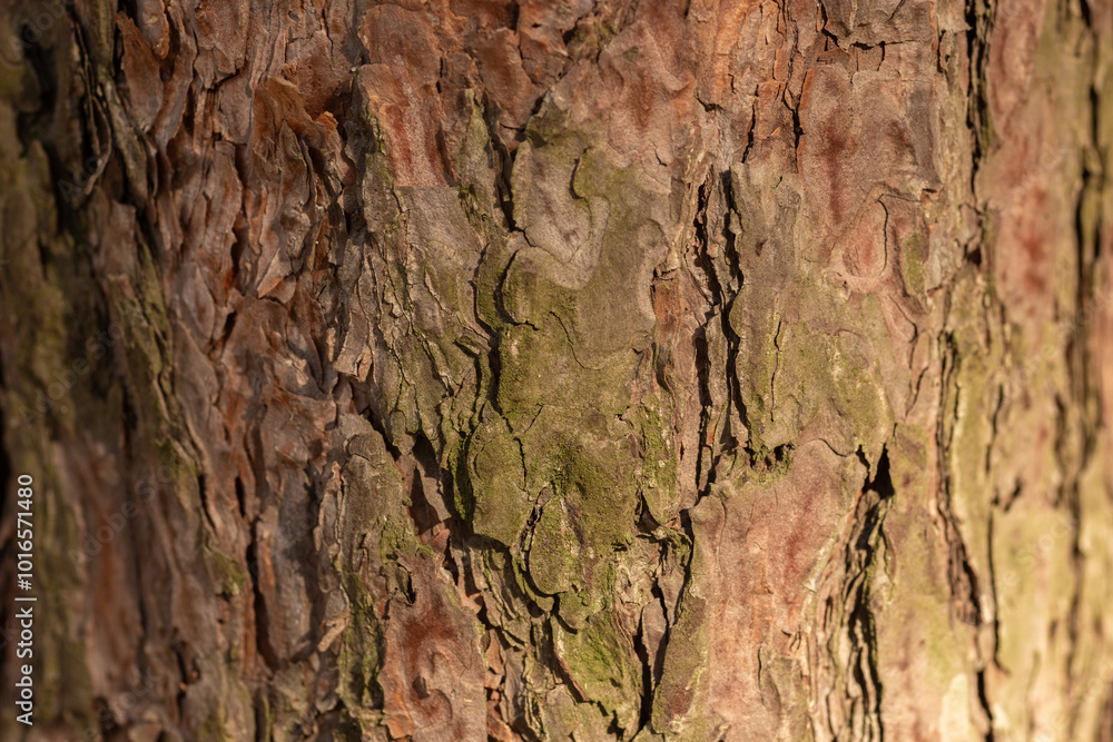 bark of a tree bark of a tree