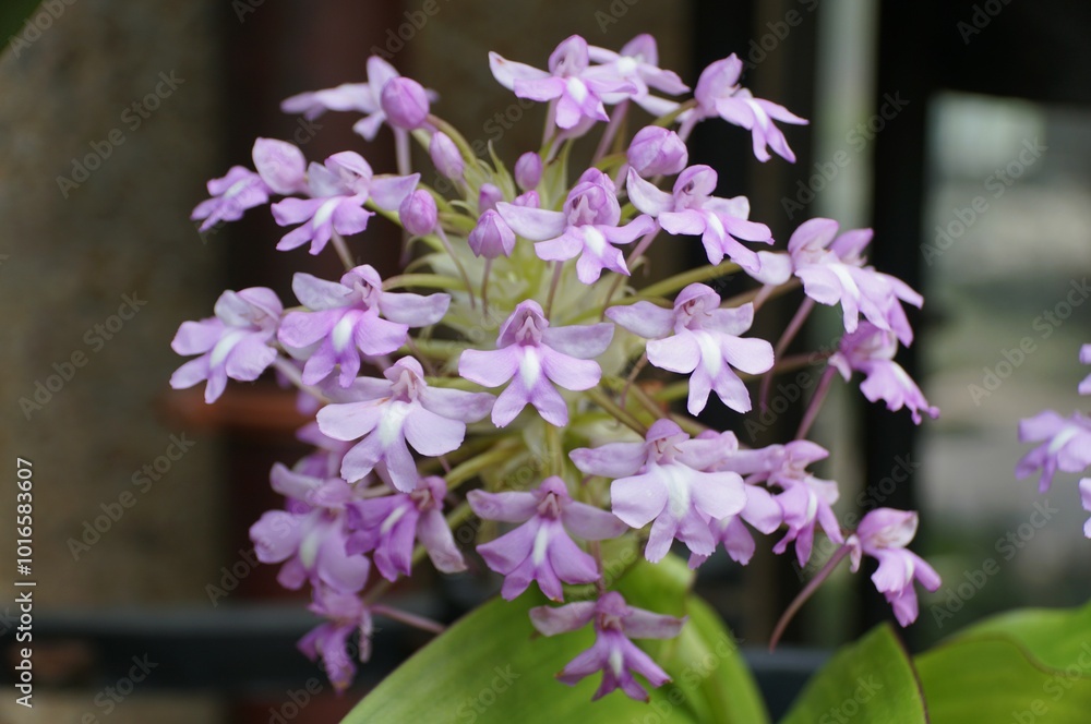 Tiny light purple flowers of Cynorkis Calanthoides Peter orchids Tiny light purple flowers of Cynorkis Calanthoides Peter orchids