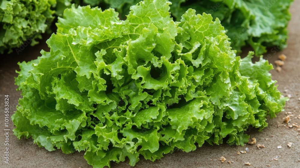 Fresh Green Lettuce for Healthy Meals and Salads Fresh Green Lettuce for Healthy Meals and Salads