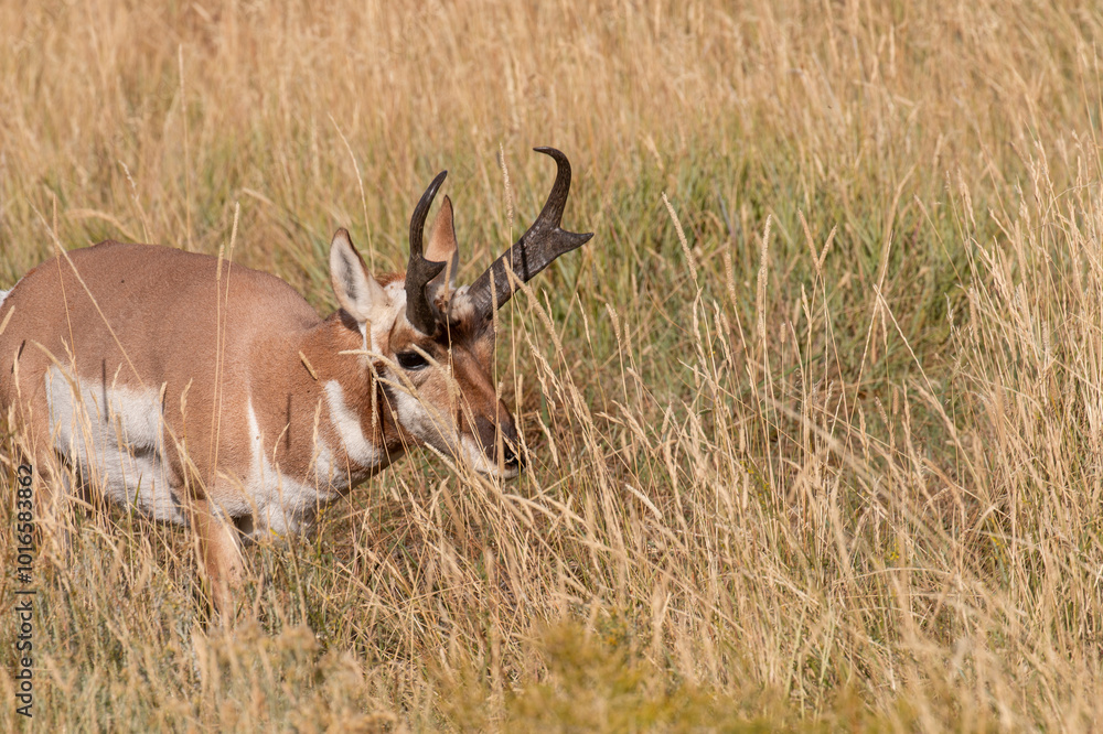 Pronghorn Antelope Buck in Wyoming in Autumn Pronghorn Antelope Buck in Wyoming in Autumn