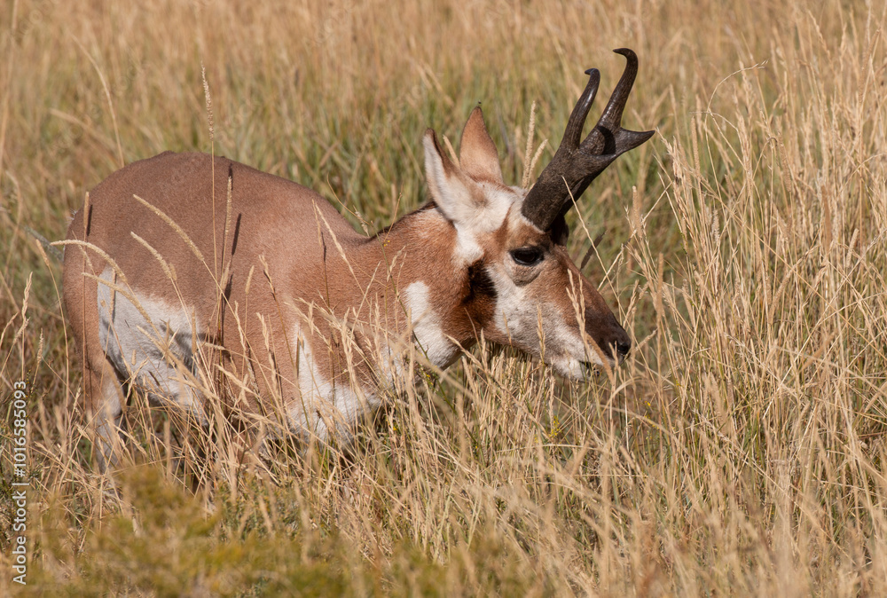 Pronghorn Antelope Buck in Wyoming in Autumn Pronghorn Antelope Buck in Wyoming in Autumn