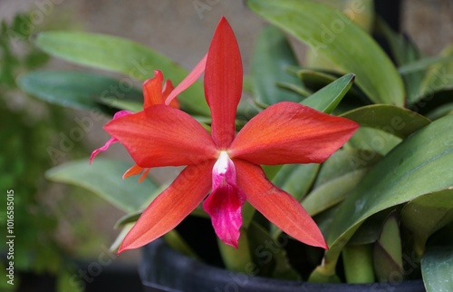 Closeup of the dark red color of Cattleya Gratrixiae orchid