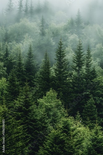 Dense evergreen forest with tall coniferous trees, rich foliage, green canopies. High-angle perspective from above, showing many trees with branches in directions. Green, brown colors dominate, with