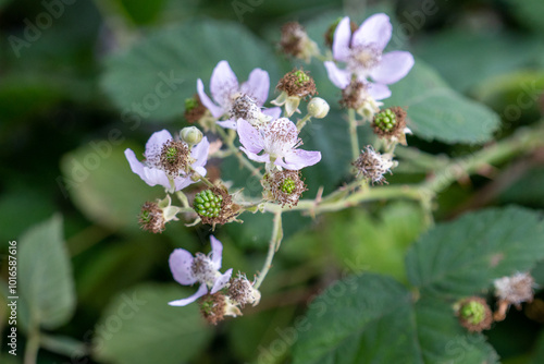 Bright and Beautiful Purple Flowers in a Summer Garden