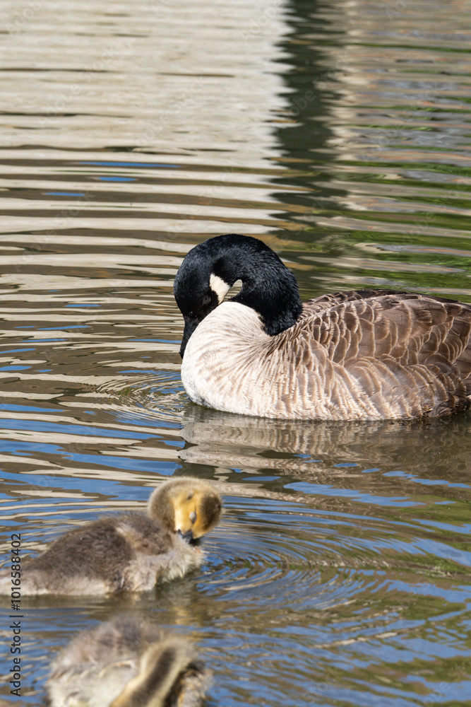 Fototapeta premium Canadian Goose Resting by the Winter Lake