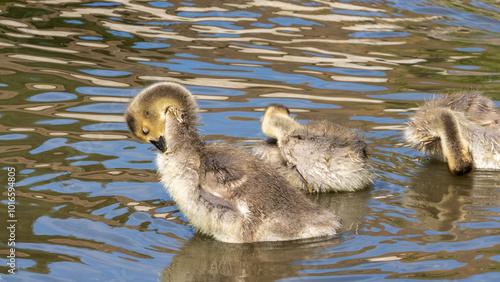 Fluffy Black Swan Cygnet Swimming in Duck Pond photo