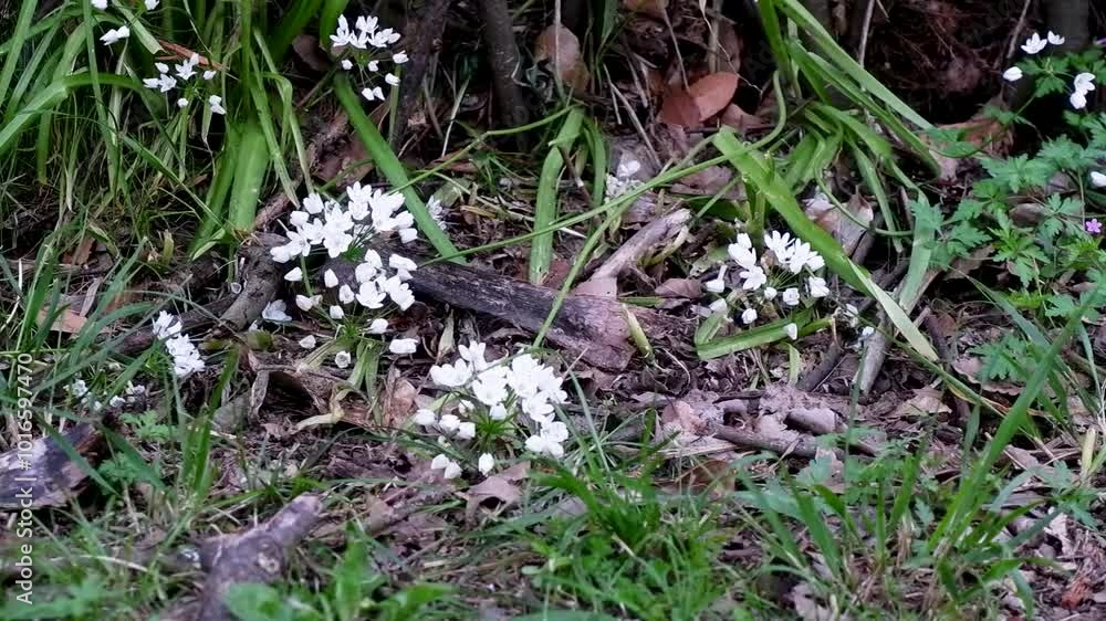 White Jasmine flowers in garden White Jasmine flowers in garden