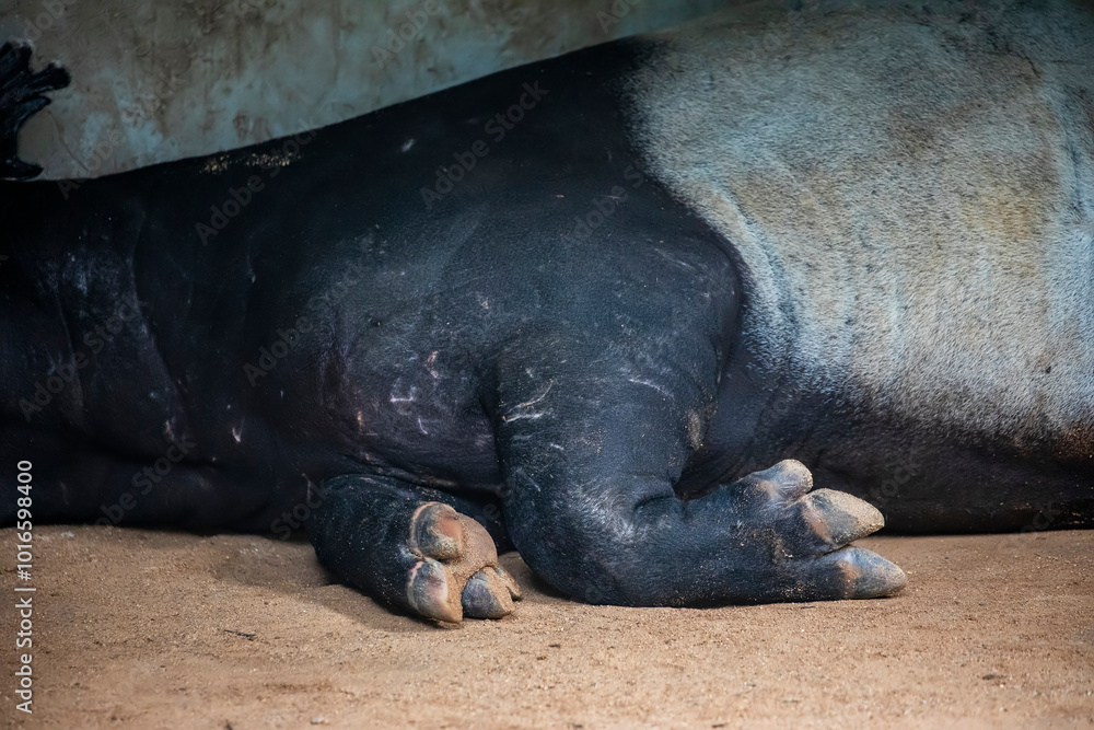 A Malayan tapir.
It is the largest of the five species of tapir and the only one native to Asia.
The Malayan tapir has rather poor eyesight, but excellent hearing and sense of smell A Malayan tapir.
It is the largest of the five species of tapir and the only one native to Asia.
The Malayan tapir has rather poor eyesight, but excellent hearing and sense of smell