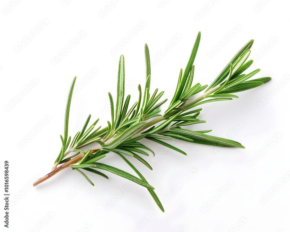 Fototapeta premium Freshly Picked Rosemary Sprig on Clean White Background with Copy Space